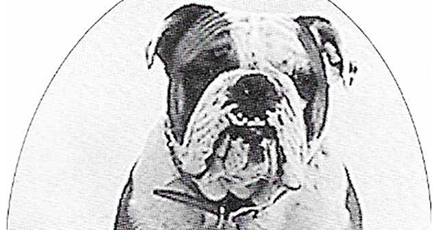 Rival GoldStone - The Original Bulldog
