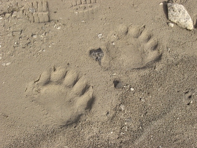 Polar Paws
