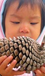 Child with Pinecone